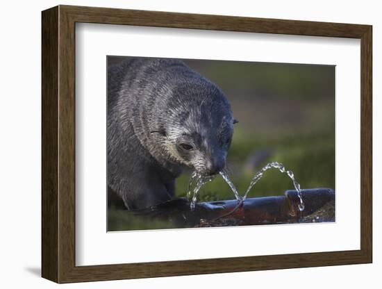 Antarctic Fur Seal Drinking from Leaking Water Pipe-null-Framed Photographic Print