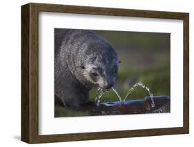 Antarctic Fur Seal Drinking from Leaking Water Pipe-null-Framed Photographic Print