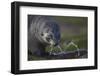 Antarctic Fur Seal Drinking from Leaking Water Pipe-null-Framed Photographic Print