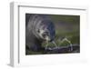 Antarctic Fur Seal Drinking from Leaking Water Pipe-null-Framed Photographic Print