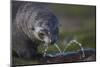 Antarctic Fur Seal Drinking from Leaking Water Pipe-null-Mounted Photographic Print