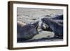 Antarctic fur seal, mother warning off curious juvenile. Gold Harbour, South Georgia-Tony Heald-Framed Photographic Print