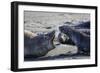 Antarctic fur seal, mother warning off curious juvenile. Gold Harbour, South Georgia-Tony Heald-Framed Photographic Print