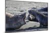 Antarctic fur seal, mother warning off curious juvenile. Gold Harbour, South Georgia-Tony Heald-Mounted Photographic Print