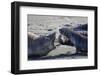 Antarctic fur seal, mother warning off curious juvenile. Gold Harbour, South Georgia-Tony Heald-Framed Photographic Print