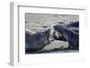 Antarctic fur seal, mother warning off curious juvenile. Gold Harbour, South Georgia-Tony Heald-Framed Photographic Print