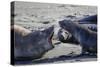 Antarctic fur seal, mother warning off curious juvenile. Gold Harbour, South Georgia-Tony Heald-Stretched Canvas