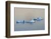 Antarctic Fur Seal on floating ice in South Atlantic Ocean, Antarctica-Keren Su-Framed Photographic Print