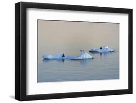 Antarctic Fur Seal on floating ice in South Atlantic Ocean, Antarctica-Keren Su-Framed Photographic Print