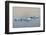 Antarctic Fur Seal on floating ice in South Atlantic Ocean, Antarctica-Keren Su-Framed Photographic Print