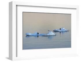 Antarctic Fur Seal on floating ice in South Atlantic Ocean, Antarctica-Keren Su-Framed Photographic Print