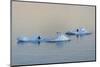 Antarctic Fur Seal on floating ice in South Atlantic Ocean, Antarctica-Keren Su-Mounted Photographic Print