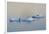 Antarctic Fur Seal on floating ice in South Atlantic Ocean, Antarctica-Keren Su-Framed Photographic Print