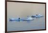 Antarctic Fur Seal on floating ice in South Atlantic Ocean, Antarctica-Keren Su-Framed Photographic Print