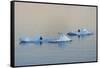 Antarctic Fur Seal on floating ice in South Atlantic Ocean, Antarctica-Keren Su-Framed Stretched Canvas