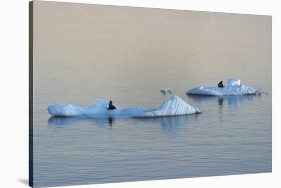 Antarctic Fur Seal on floating ice in South Atlantic Ocean, Antarctica-Keren Su-Stretched Canvas