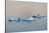 Antarctic Fur Seal on floating ice in South Atlantic Ocean, Antarctica-Keren Su-Stretched Canvas