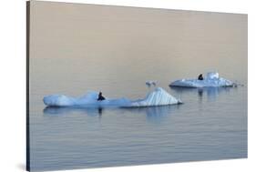 Antarctic Fur Seal on floating ice in South Atlantic Ocean, Antarctica-Keren Su-Stretched Canvas