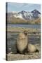 Antarctic Fur Seal on Shore-Joe McDonald-Stretched Canvas