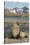 Antarctic Fur Seal on Shore-Joe McDonald-Stretched Canvas