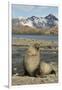 Antarctic Fur Seal on Shore-Joe McDonald-Framed Photographic Print