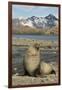 Antarctic Fur Seal on Shore-Joe McDonald-Framed Photographic Print