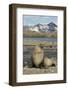 Antarctic Fur Seal on Shore-Joe McDonald-Framed Photographic Print