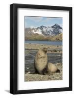 Antarctic Fur Seal on Shore-Joe McDonald-Framed Photographic Print