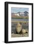 Antarctic Fur Seal on Shore-Joe McDonald-Framed Photographic Print