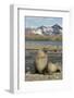 Antarctic Fur Seal on Shore-Joe McDonald-Framed Photographic Print