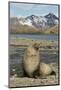 Antarctic Fur Seal on Shore-Joe McDonald-Mounted Photographic Print