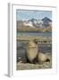 Antarctic Fur Seal on Shore-Joe McDonald-Framed Photographic Print