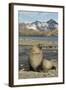 Antarctic Fur Seal on Shore-Joe McDonald-Framed Photographic Print