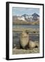 Antarctic Fur Seal on Shore-Joe McDonald-Framed Photographic Print