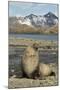 Antarctic Fur Seal on Shore-Joe McDonald-Mounted Photographic Print