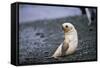 Antarctic Fur Seal Pup-Paul Souders-Framed Stretched Canvas