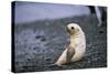 Antarctic Fur Seal Pup-Paul Souders-Stretched Canvas