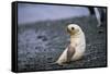 Antarctic Fur Seal Pup-Paul Souders-Framed Stretched Canvas