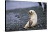 Antarctic Fur Seal Pup-Paul Souders-Stretched Canvas