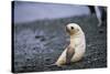 Antarctic Fur Seal Pup-Paul Souders-Stretched Canvas