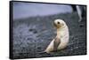 Antarctic Fur Seal Pup-Paul Souders-Framed Stretched Canvas