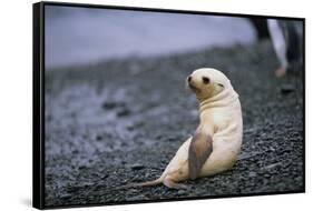 Antarctic Fur Seal Pup-Paul Souders-Framed Stretched Canvas