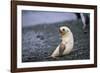 Antarctic Fur Seal Pup-Paul Souders-Framed Photographic Print