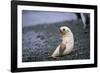 Antarctic Fur Seal Pup-Paul Souders-Framed Photographic Print