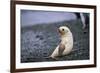 Antarctic Fur Seal Pup-Paul Souders-Framed Photographic Print