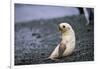 Antarctic Fur Seal Pup-Paul Souders-Framed Photographic Print