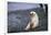 Antarctic Fur Seal Pup-Paul Souders-Framed Photographic Print