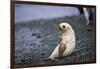 Antarctic Fur Seal Pup-Paul Souders-Framed Photographic Print