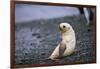 Antarctic Fur Seal Pup-Paul Souders-Framed Photographic Print