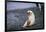 Antarctic Fur Seal Pup-Paul Souders-Framed Photographic Print